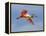 Roseate Spoonbill in Flight Carrying Nesting Material, Tampa Bay, Florida, USA-Jim Zuckerman-Framed Premier Image Canvas