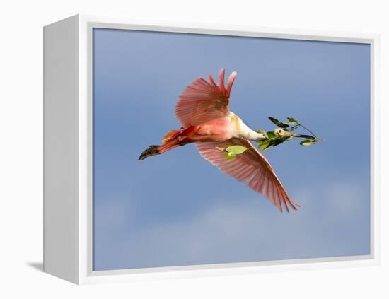 Roseate Spoonbill in Flight Carrying Nesting Material, Tampa Bay, Florida, USA-Jim Zuckerman-Framed Premier Image Canvas