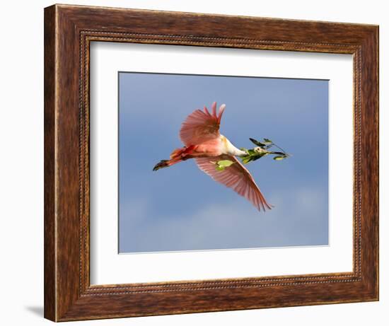 Roseate Spoonbill in Flight Carrying Nesting Material, Tampa Bay, Florida, USA-Jim Zuckerman-Framed Photographic Print