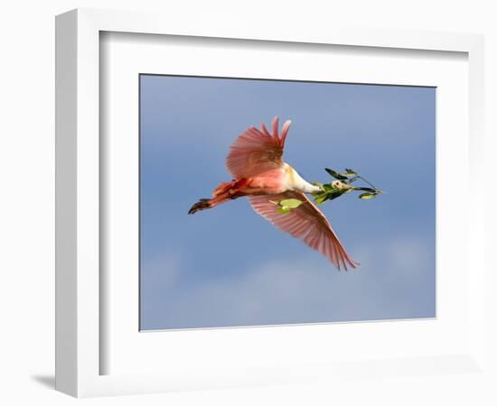 Roseate Spoonbill in Flight Carrying Nesting Material, Tampa Bay, Florida, USA-Jim Zuckerman-Framed Photographic Print