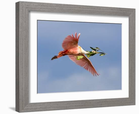 Roseate Spoonbill in Flight Carrying Nesting Material, Tampa Bay, Florida, USA-Jim Zuckerman-Framed Photographic Print