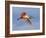 Roseate Spoonbill in Flight Carrying Nesting Material, Tampa Bay, Florida, USA-Jim Zuckerman-Framed Photographic Print