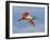 Roseate Spoonbill in Flight Carrying Nesting Material, Tampa Bay, Florida, USA-Jim Zuckerman-Framed Photographic Print