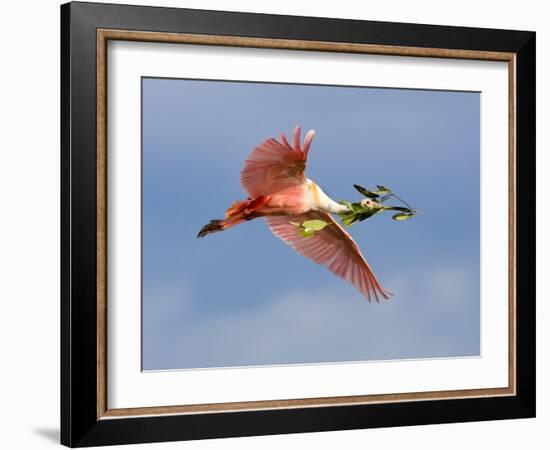 Roseate Spoonbill in Flight Carrying Nesting Material, Tampa Bay, Florida, USA-Jim Zuckerman-Framed Photographic Print