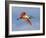 Roseate Spoonbill in Flight Carrying Nesting Material, Tampa Bay, Florida, USA-Jim Zuckerman-Framed Photographic Print