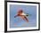 Roseate Spoonbill in Flight Carrying Nesting Material, Tampa Bay, Florida, USA-Jim Zuckerman-Framed Photographic Print