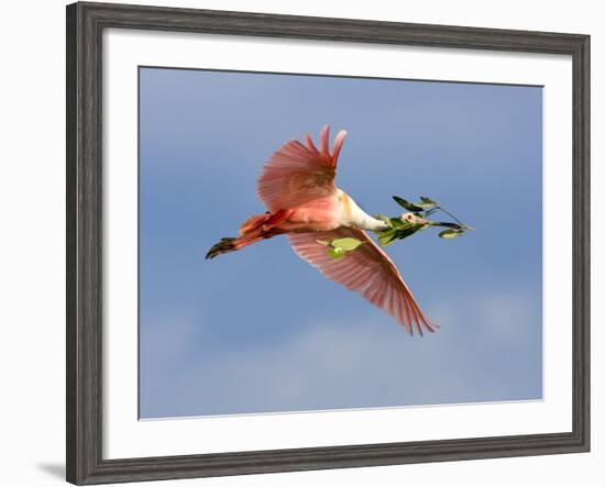 Roseate Spoonbill in Flight Carrying Nesting Material, Tampa Bay, Florida, USA-Jim Zuckerman-Framed Photographic Print