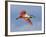 Roseate Spoonbill in Flight Carrying Nesting Material, Tampa Bay, Florida, USA-Jim Zuckerman-Framed Photographic Print