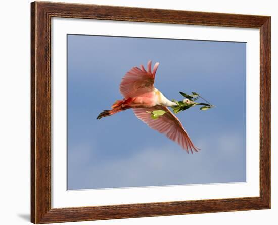 Roseate Spoonbill in Flight Carrying Nesting Material, Tampa Bay, Florida, USA-Jim Zuckerman-Framed Photographic Print