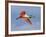 Roseate Spoonbill in Flight Carrying Nesting Material, Tampa Bay, Florida, USA-Jim Zuckerman-Framed Photographic Print