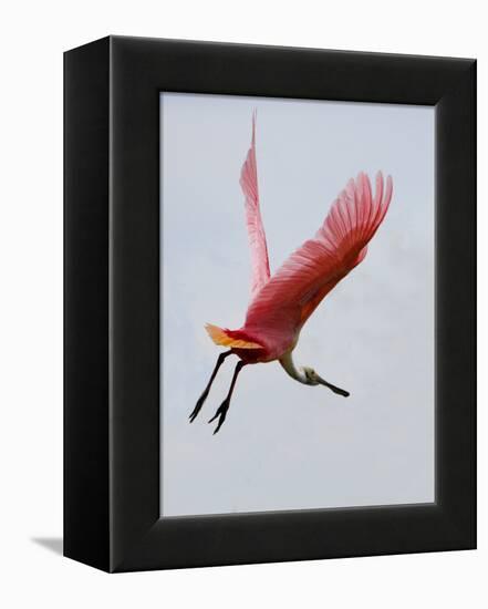 Roseate Spoonbill in Flight, Tampa Bay, Florida, USA-Jim Zuckerman-Framed Premier Image Canvas