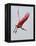 Roseate Spoonbill in Flight, Tampa Bay, Florida, USA-Jim Zuckerman-Framed Premier Image Canvas