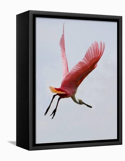 Roseate Spoonbill in Flight, Tampa Bay, Florida, USA-Jim Zuckerman-Framed Premier Image Canvas