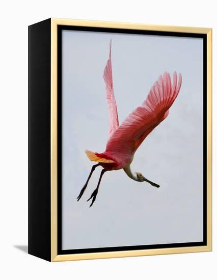 Roseate Spoonbill in Flight, Tampa Bay, Florida, USA-Jim Zuckerman-Framed Premier Image Canvas