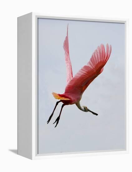 Roseate Spoonbill in Flight, Tampa Bay, Florida, USA-Jim Zuckerman-Framed Premier Image Canvas