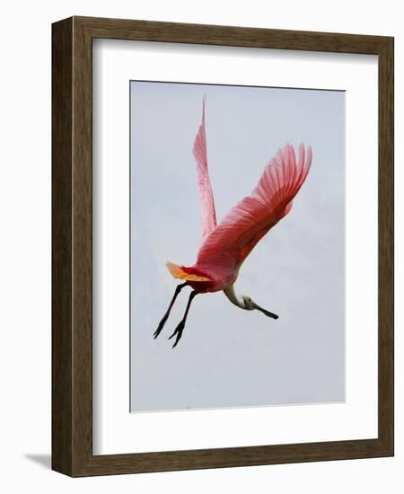 Roseate Spoonbill in Flight, Tampa Bay, Florida, USA-Jim Zuckerman-Framed Photographic Print