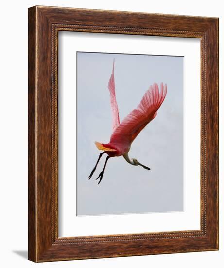 Roseate Spoonbill in Flight, Tampa Bay, Florida, USA-Jim Zuckerman-Framed Photographic Print