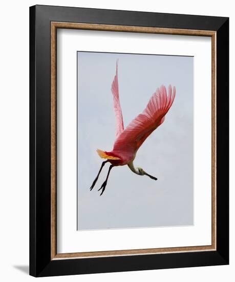 Roseate Spoonbill in Flight, Tampa Bay, Florida, USA-Jim Zuckerman-Framed Photographic Print