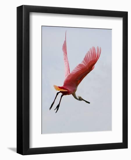 Roseate Spoonbill in Flight, Tampa Bay, Florida, USA-Jim Zuckerman-Framed Photographic Print