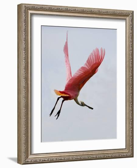 Roseate Spoonbill in Flight, Tampa Bay, Florida, USA-Jim Zuckerman-Framed Photographic Print