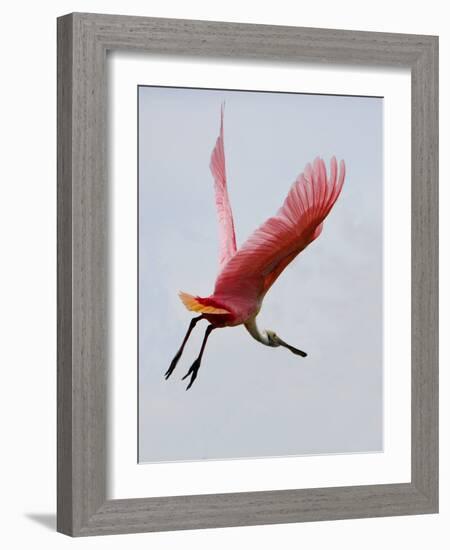 Roseate Spoonbill in Flight, Tampa Bay, Florida, USA-Jim Zuckerman-Framed Photographic Print