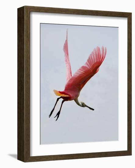 Roseate Spoonbill in Flight, Tampa Bay, Florida, USA-Jim Zuckerman-Framed Photographic Print