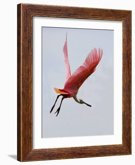 Roseate Spoonbill in Flight, Tampa Bay, Florida, USA-Jim Zuckerman-Framed Photographic Print