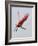 Roseate Spoonbill in Flight, Tampa Bay, Florida, USA-Jim Zuckerman-Framed Photographic Print