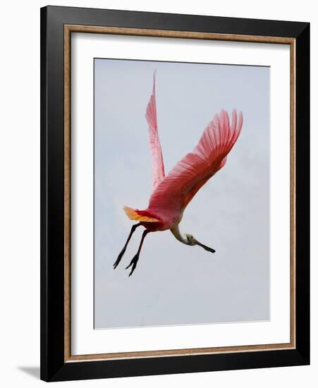 Roseate Spoonbill in Flight, Tampa Bay, Florida, USA-Jim Zuckerman-Framed Photographic Print