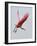 Roseate Spoonbill in Flight, Tampa Bay, Florida, USA-Jim Zuckerman-Framed Photographic Print