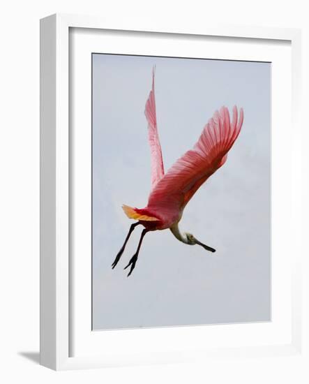 Roseate Spoonbill in Flight, Tampa Bay, Florida, USA-Jim Zuckerman-Framed Photographic Print