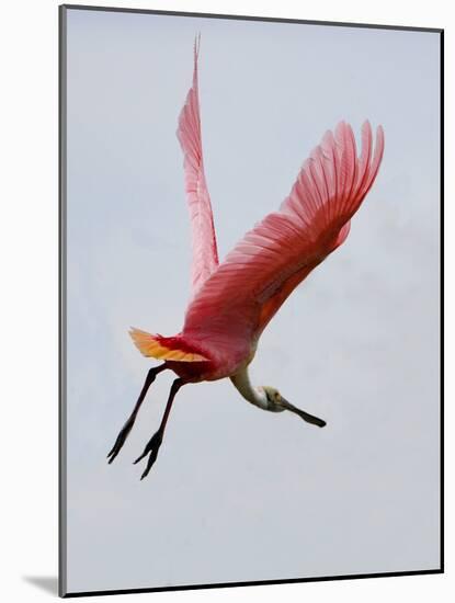 Roseate Spoonbill in Flight, Tampa Bay, Florida, USA-Jim Zuckerman-Mounted Photographic Print