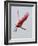 Roseate Spoonbill in Flight, Tampa Bay, Florida, USA-Jim Zuckerman-Framed Photographic Print