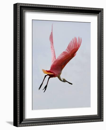 Roseate Spoonbill in Flight, Tampa Bay, Florida, USA-Jim Zuckerman-Framed Photographic Print