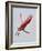 Roseate Spoonbill in Flight, Tampa Bay, Florida, USA-Jim Zuckerman-Framed Photographic Print