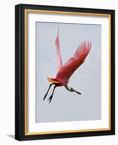 Roseate Spoonbill in Flight, Tampa Bay, Florida, USA-Jim Zuckerman-Framed Photographic Print