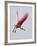 Roseate Spoonbill in Flight, Tampa Bay, Florida, USA-Jim Zuckerman-Framed Photographic Print