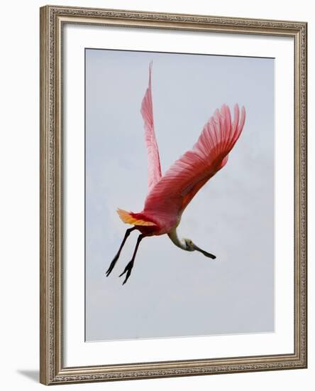 Roseate Spoonbill in Flight, Tampa Bay, Florida, USA-Jim Zuckerman-Framed Photographic Print