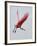 Roseate Spoonbill in Flight, Tampa Bay, Florida, USA-Jim Zuckerman-Framed Photographic Print