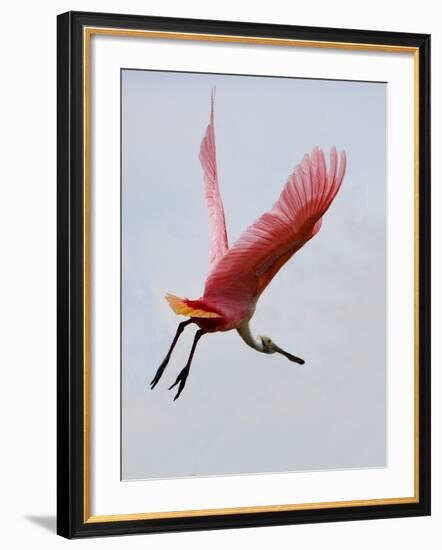 Roseate Spoonbill in Flight, Tampa Bay, Florida, USA-Jim Zuckerman-Framed Photographic Print