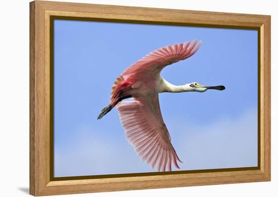 Roseate Spoonbill in Flight-null-Framed Premier Image Canvas