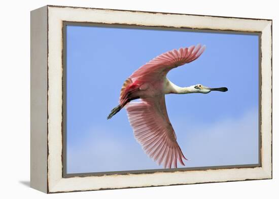 Roseate Spoonbill in Flight-null-Framed Premier Image Canvas