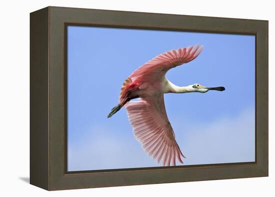 Roseate Spoonbill in Flight-null-Framed Premier Image Canvas