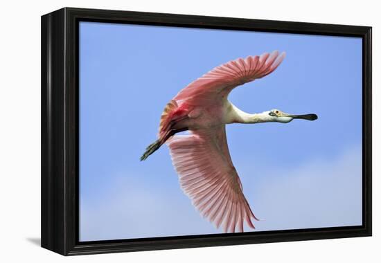 Roseate Spoonbill in Flight-null-Framed Premier Image Canvas