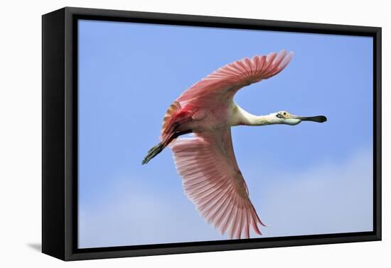 Roseate Spoonbill in Flight-null-Framed Premier Image Canvas