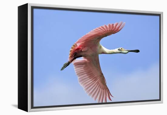 Roseate Spoonbill in Flight-null-Framed Premier Image Canvas