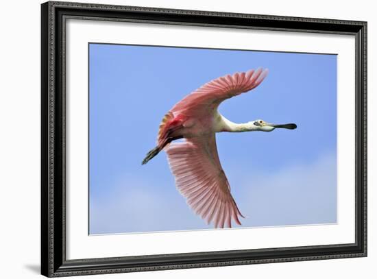 Roseate Spoonbill in Flight-null-Framed Photographic Print