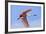 Roseate Spoonbill in Flight-null-Framed Photographic Print