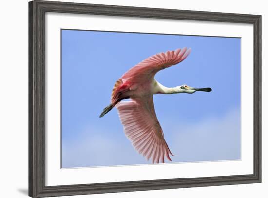 Roseate Spoonbill in Flight-null-Framed Photographic Print