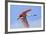 Roseate Spoonbill in Flight-null-Framed Photographic Print